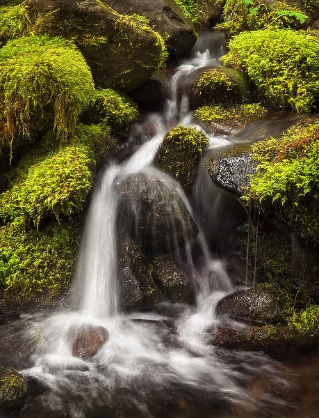 USA, Washington, Olympic National Park, Creek in Sol Duc Valley