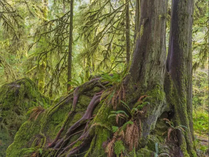 Framed Print : USA, Washington, Olympic National Park. Western red cedar growing on boulder. Credit as Framed Print : USA, Washington, Olympic National Park. Western red cedar growing on boulder. Credit as