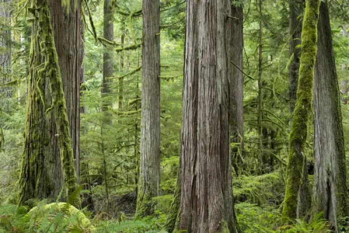 Framed Print : USA, Washington, Olympic National Park. Old growth forest on Barnes Creek Trail. Credit as Framed Print : USA, Washington, Olympic National Park. Old growth forest on Barnes Creek Trail. Credit as