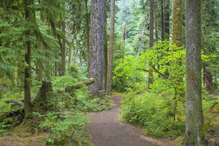 Framed Print : USA, Washington, Olympic National Park. Trail through old growth forest. Credit as Framed Print : USA, Washington, Olympic National Park. Trail through old growth forest. Credit as