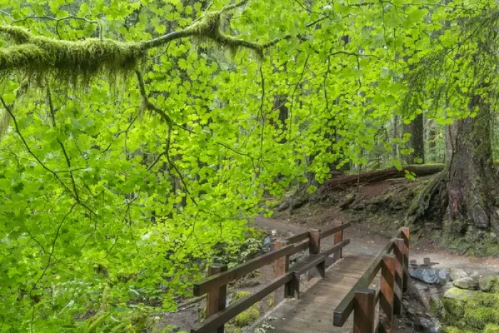 Framed Print : USA, Washington, Olympic National Park. Bridge along the Sol Duc River trail. Credit as Framed Print : USA, Washington, Olympic National Park. Bridge along the Sol Duc River trail. Credit as