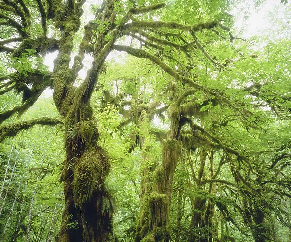 USA, Washington, Olympic National Park. Moss growing from trees in a rain forest