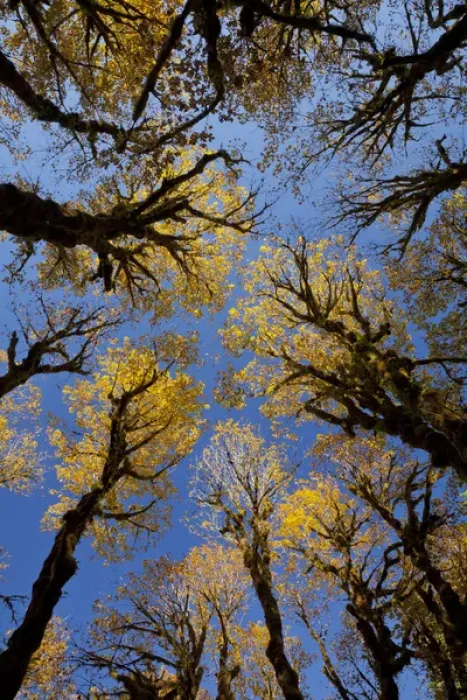 Framed Print : USA, Washington, Olympic National Park. Looking up at stand of big leaf maple trees Framed Print : USA, Washington, Olympic National Park. Looking up at stand of big leaf maple trees
