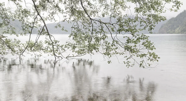 USA, Washington, Olympic National Park. Alder trees overhanging Lake Crescent on rainy day