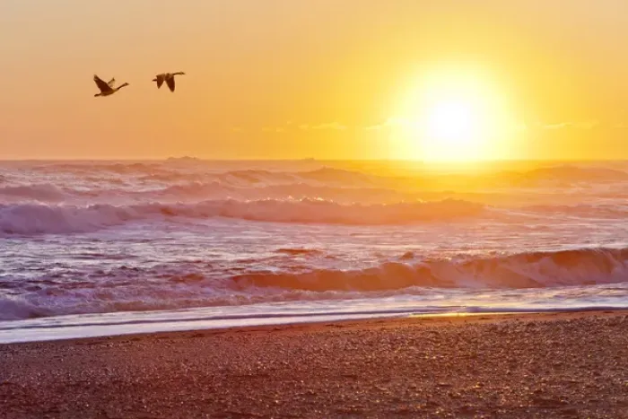 Framed Print : USA, Washington, Olympic National Park. Canada geese flying past Rialto Beach at sunset Framed Print : USA, Washington, Olympic National Park. Canada geese flying past Rialto Beach at sunset