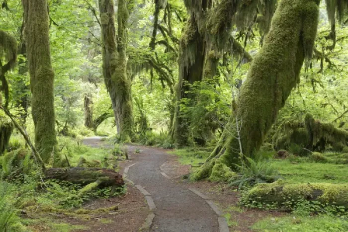 Framed Print : USA, Washington, Olympic National Park. Hall of Mosses Trail in the Hoh River Rainforest