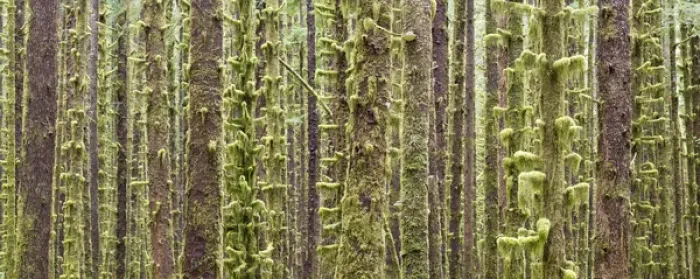 Framed Print : USA, Washington, Olympic National Park. Panoramic of mossy tree trunks in Hoh River Rainforest Framed Print : USA, Washington, Olympic National Park. Panoramic of mossy tree trunks in Hoh River Rainforest