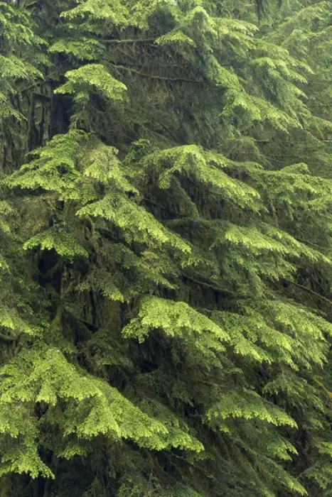 Framed Print : USA, Washington, Olympic National Park. Close-up of western hemlock tree. Credit as Framed Print : USA, Washington, Olympic National Park. Close-up of western hemlock tree. Credit as