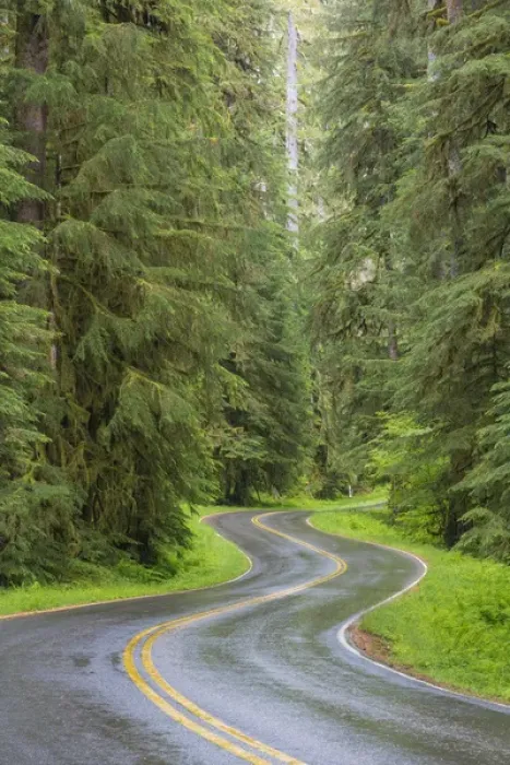 Framed Print : USA, Washington, Olympic National Park. Sol Duc River Road through forest. Credit as Framed Print : USA, Washington, Olympic National Park. Sol Duc River Road through forest. Credit as