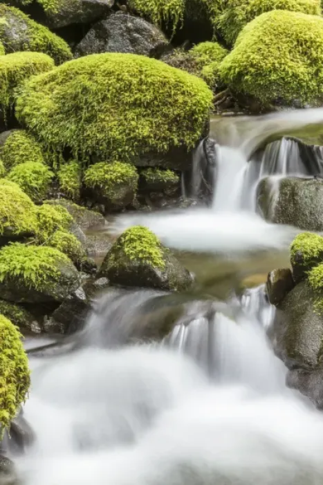Framed Print : USA, Washington, Olympic National Park. Small stream in forest Framed Print : USA, Washington, Olympic National Park. Small stream in forest