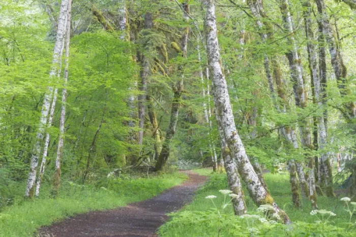 Framed Print : USA, Washington, Olympic National Park. Trail through red alder and vine maple forest Framed Print : USA, Washington, Olympic National Park. Trail through red alder and vine maple forest