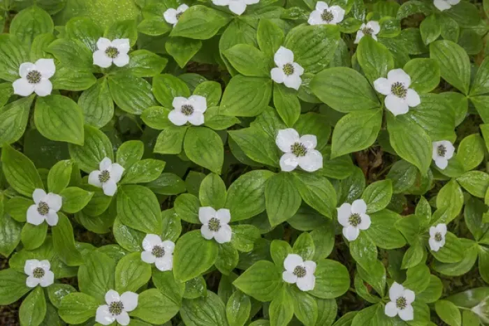 Framed Print : USA, Washington, Olympic National Park. Close-up of bunchberry with white flowers Framed Print : USA, Washington, Olympic National Park. Close-up of bunchberry with white flowers