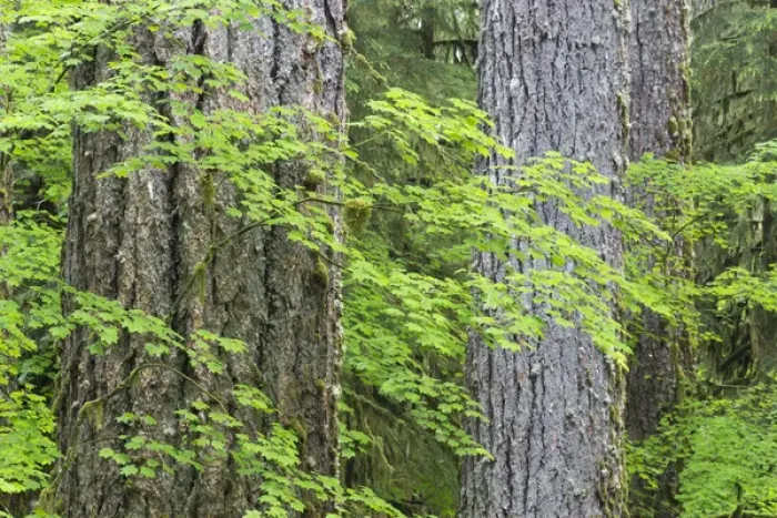 Framed Print : USA, Washington, Olympic National Park. Close-up of vine maple and Douglas fir trees Framed Print : USA, Washington, Olympic National Park. Close-up of vine maple and Douglas fir trees