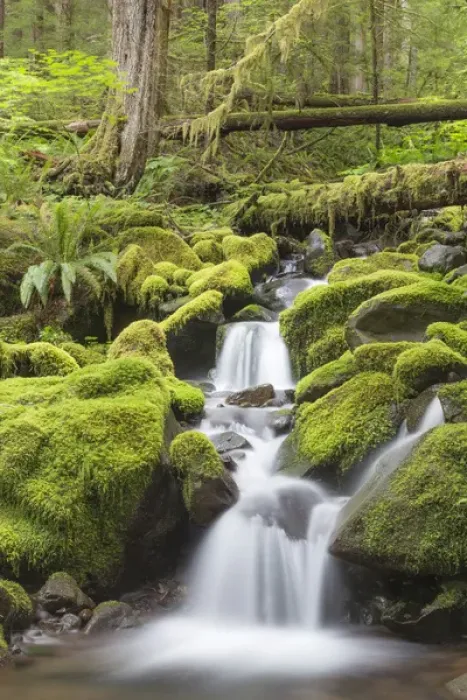 Framed Print : USA, Washington, Olympic National Park. Small stream in forest