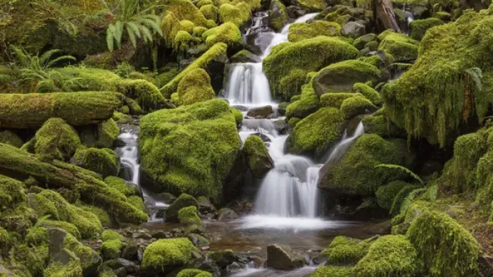 Framed Print : USA, Washington, Olympic National Park. Small stream in forest Framed Print : USA, Washington, Olympic National Park. Small stream in forest
