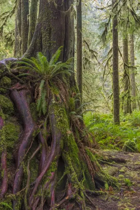Framed Print : USA, Washington, Olympic National Park. Western red cedar growing on boulder. Credit as Framed Print : USA, Washington, Olympic National Park. Western red cedar growing on boulder. Credit as