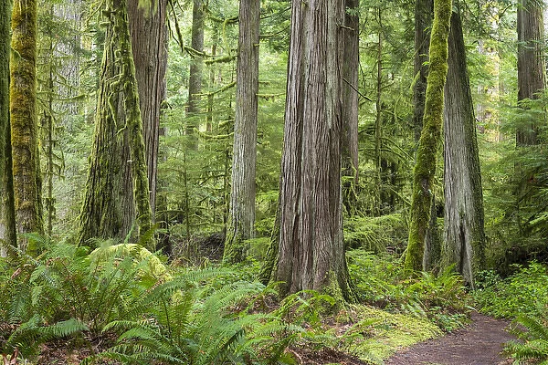 USA, Washington, Olympic National Park. Old growth forest on Barnes Creek Trail. Credit as