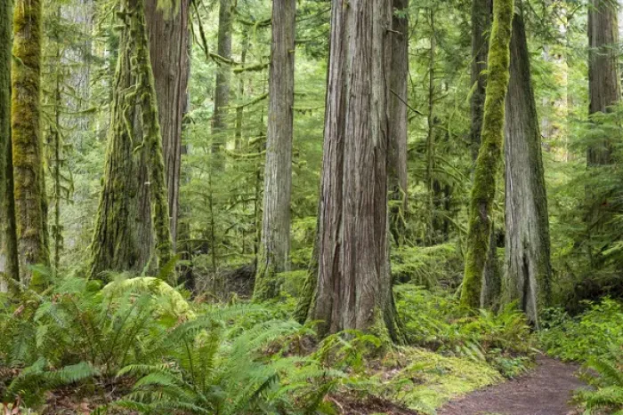 Framed Print : USA, Washington, Olympic National Park. Old growth forest on Barnes Creek Trail. Credit as Framed Print : USA, Washington, Olympic National Park. Old growth forest on Barnes Creek Trail. Credit as