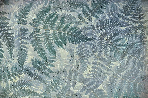USA, Washington, Olympic National Park. Stylized pattern of oak fern