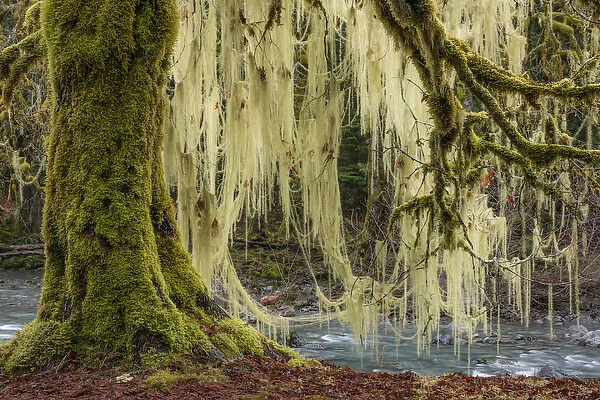 USA, Washington, Olympic National Park. Bigleaf maple tree draped with lichen. Credit as