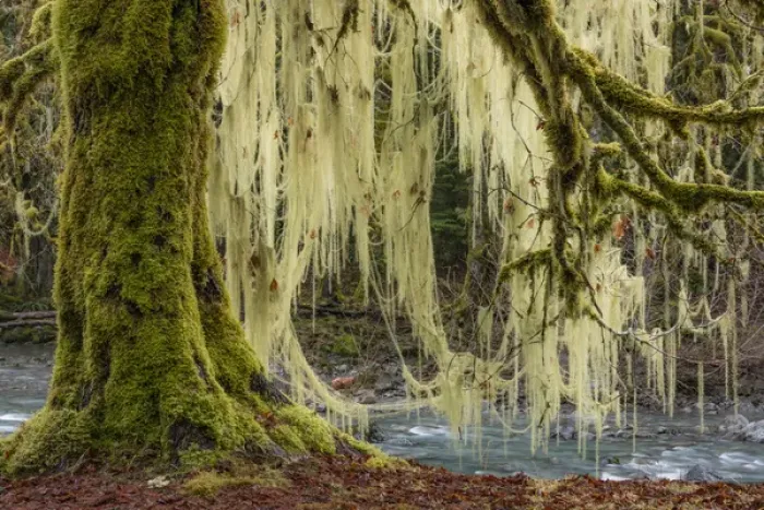 Framed Print : USA, Washington, Olympic National Park. Bigleaf maple tree draped with lichen. Credit as