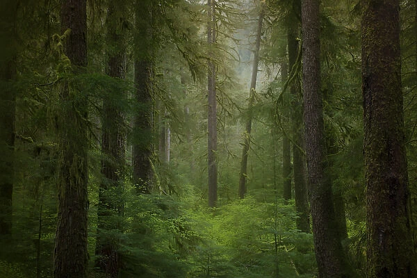USA, Washington, Olympic National Park. Western hemlock trees in rainforest. Credit as