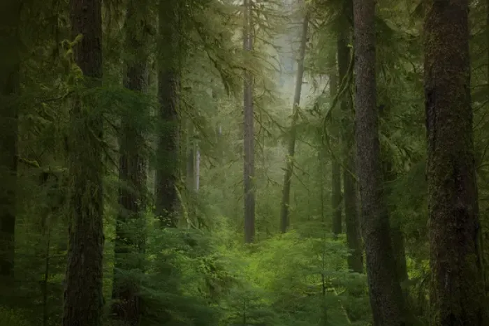 Framed Print : USA, Washington, Olympic National Park. Western hemlock trees in rainforest. Credit as