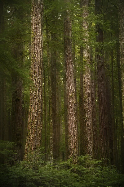 USA, Washington, Olympic National Park. Western hemlock trees in rainforest. Credit as