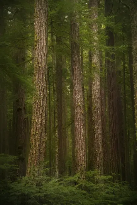 Framed Print : USA, Washington, Olympic National Park. Western hemlock trees in rainforest. Credit as Framed Print : USA, Washington, Olympic National Park. Western hemlock trees in rainforest. Credit as