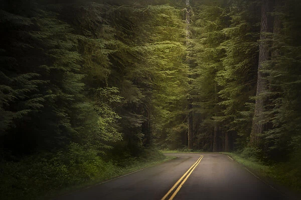 USA, Washington, Olympic National Park. Western hemlock trees line road. Credit as