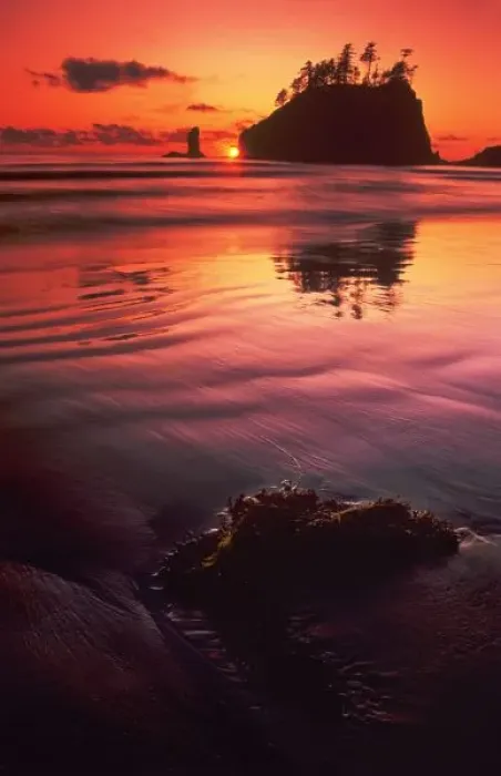 Framed Print : USA, Washington, Olympic National Park. Sunset over sea stacks and seaweed on Second Beach Framed Print : USA, Washington, Olympic National Park. Sunset over sea stacks and seaweed on Second Beach