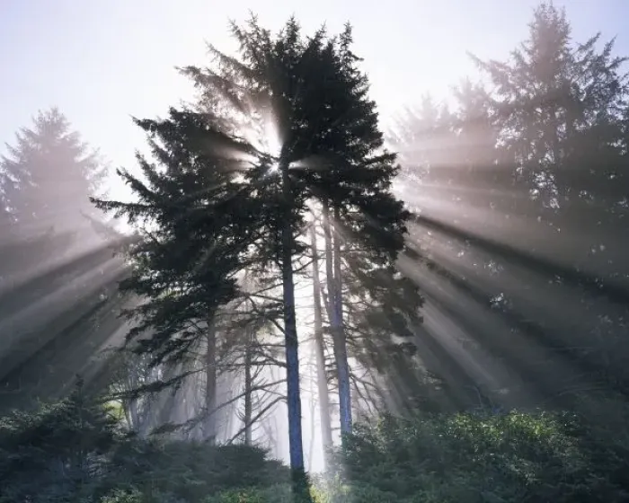 Framed Print : USA, Washington, Olympic National Park, Morning Fog, Sitka spruce Framed Print : USA, Washington, Olympic National Park, Morning Fog, Sitka spruce