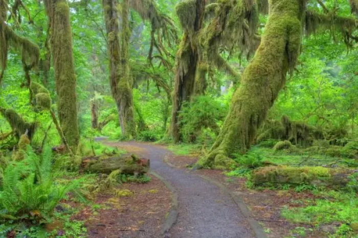 Framed Print : USA, Washington, Olympic National Park, Hoh Rain Forest, Hall of Mosses, moss covered trees Framed Print : USA, Washington, Olympic National Park, Hoh Rain Forest, Hall of Mosses, moss covered trees