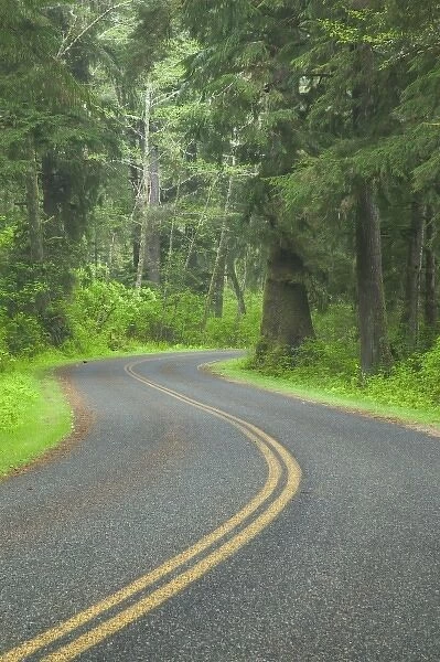 USA, Washington, Olympic National Park, Road Leading Through the Northern Olympic