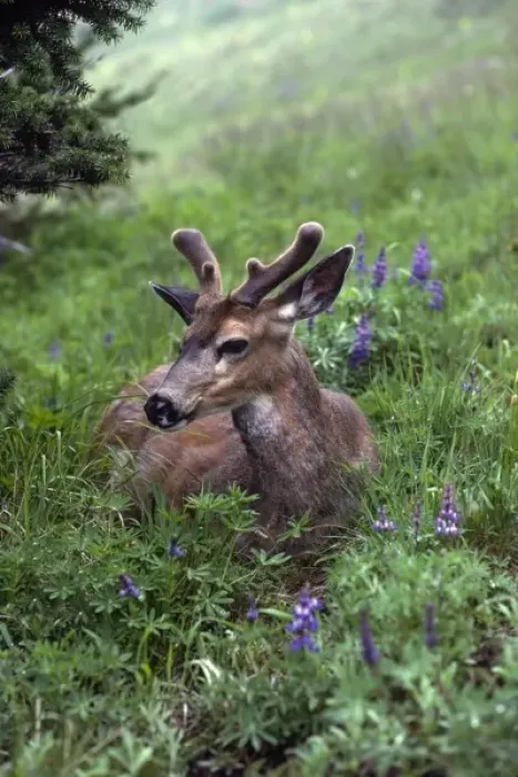 Framed Print : USA, Washington, Olympic National Park. Deer resting in meadow on Hurricane Ridge Framed Print : USA, Washington, Olympic National Park. Deer resting in meadow on Hurricane Ridge