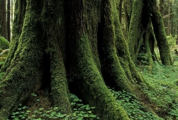 USA, Washington, Olympic National Park, Butressed rainforest trees, view of trunk and root