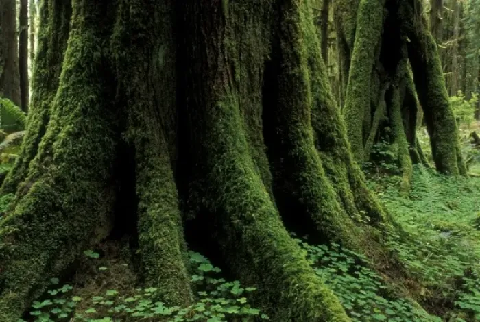 Framed Print : USA, Washington, Olympic National Park, Butressed rainforest trees, view of trunk and root Framed Print : USA, Washington, Olympic National Park, Butressed rainforest trees, view of trunk and root