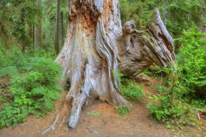 Framed Print : USA, Washington, Olympic National Park, Hoh Rain Forest, Old Douglas Fir tree