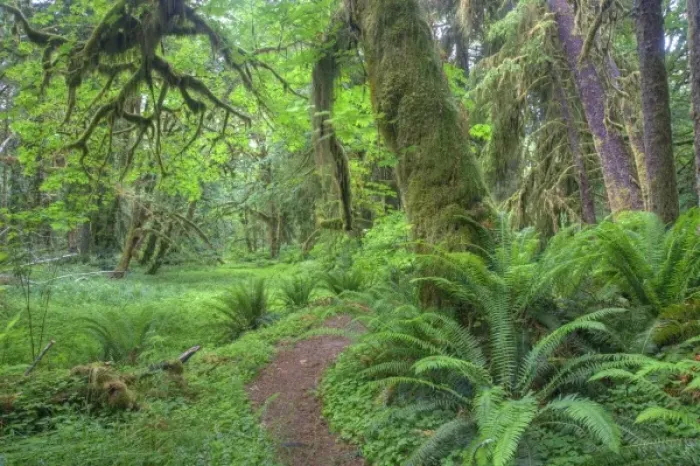 Framed Print : USA, Washington, Olympic National Park, Quinault Rain Forest, Maple Glade trail, ferns Framed Print : USA, Washington, Olympic National Park, Quinault Rain Forest, Maple Glade trail, ferns