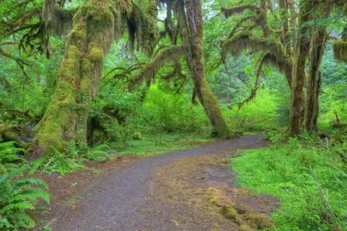 Framed Print : USA, Washington, Olympic National Park, Hoh Rain Forest, Hall of Mosses, moss covered trees Framed Print : USA, Washington, Olympic National Park, Hoh Rain Forest, Hall of Mosses, moss covered trees