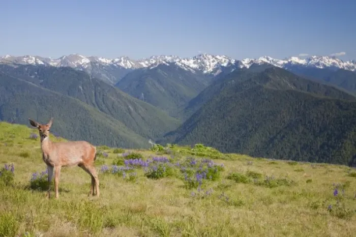 Framed Print : USA, Washington, Olympic National Park, Hurricane Ridge, Black-tailed deer, Olympic Mountain Range Framed Print : USA, Washington, Olympic National Park, Hurricane Ridge, Black-tailed deer, Olympic Mountain Range