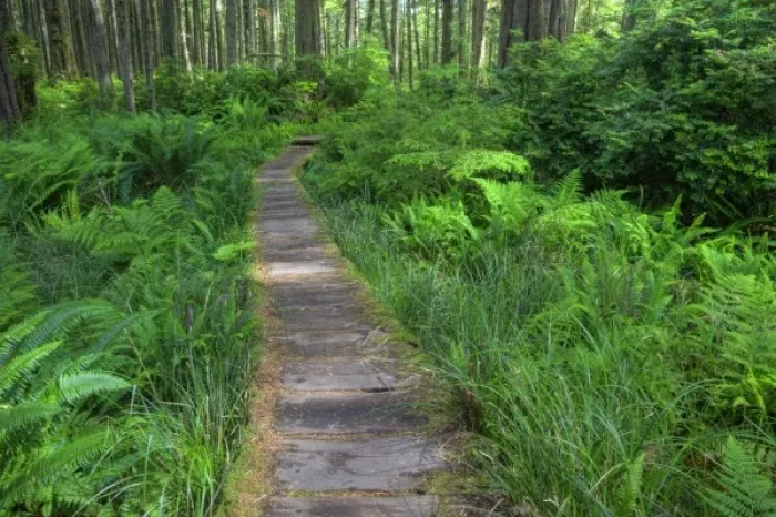 Framed Print : USA, Washington, Olympic National Park, Cape Alava trail, cedar boardwalk Framed Print : USA, Washington, Olympic National Park, Cape Alava trail, cedar boardwalk