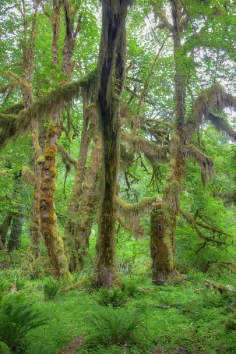Framed Print : USA, Washington, Olympic National Park, Hoh Rain Forest, moss covered Big Leaf Maple