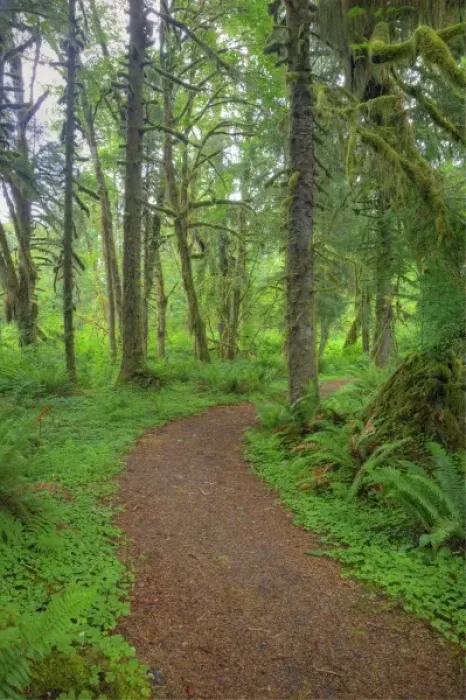 Framed Print : USA, Washington, Olympic National Park, Quinault Rain Forest, moss covered trees