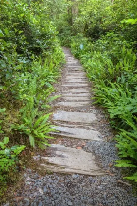 Framed Print : USA, Washington, Olympic National Park, Cape Alava trail, cedar boardwalk Framed Print : USA, Washington, Olympic National Park, Cape Alava trail, cedar boardwalk