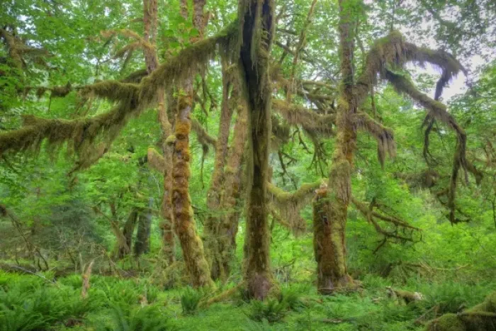 Framed Print : USA, Washington, Olympic National Park, Hoh Rain Forest, moss covered Big Leaf Maple