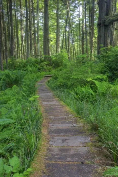 Framed Print : USA, Washington, Olympic National Park, Cape Alava trail, cedar boardwalk