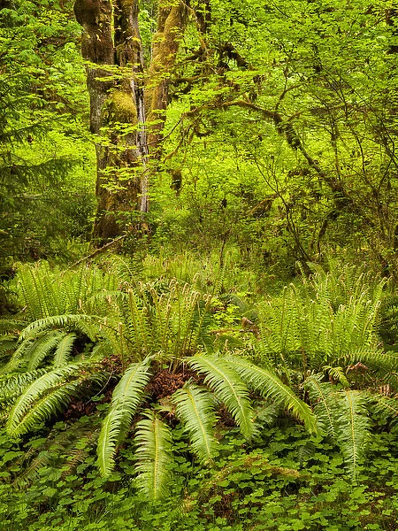 USA, Washington, Olympic National Park, Ferns, trees and foliage in the Hoh Rain Forest