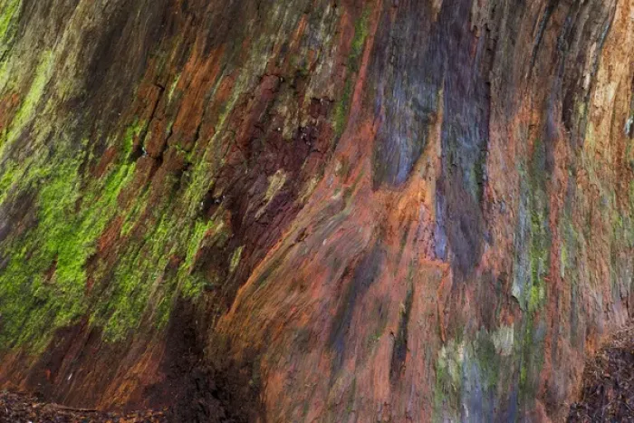 Framed Print : USA, Washington, Olympic Natonal Park. Detail of a rotten stump with moss. Credit as