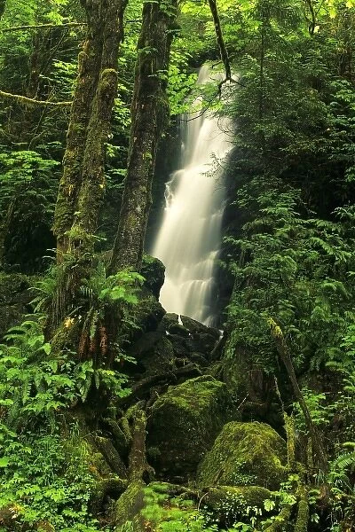 USA, Washington, Olympic NF, Quinault Rain Forest. Lush foliage surrounds waterfall